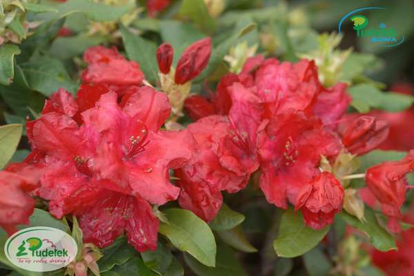 Rhododendron Pumuckl